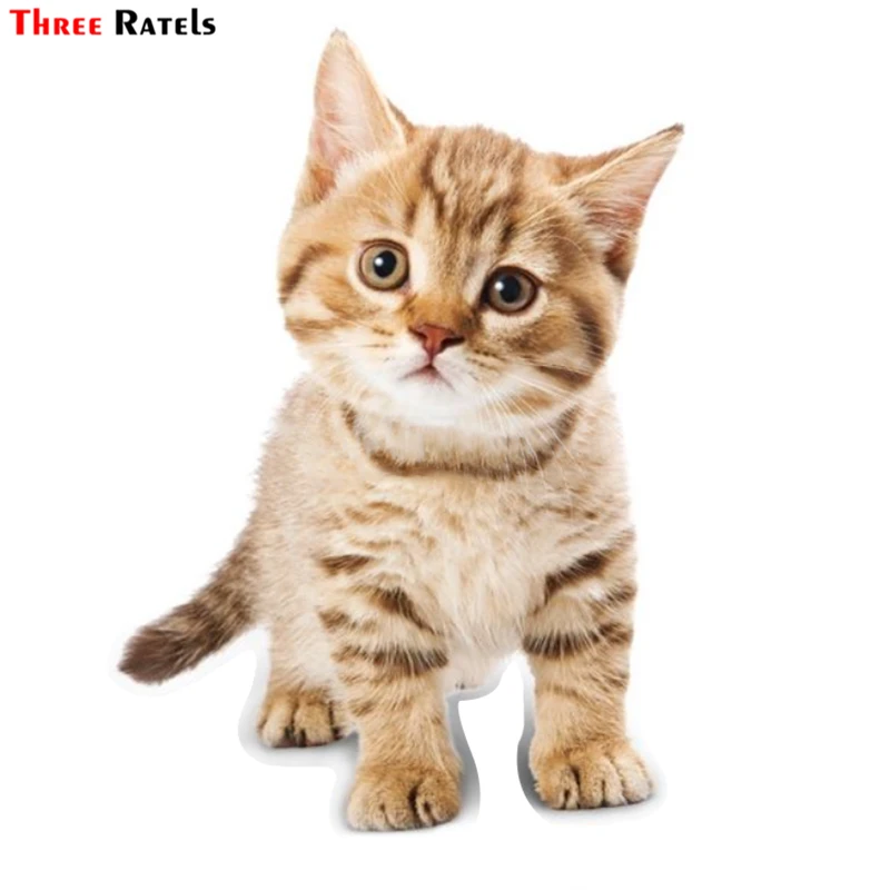 Three Ratels TZ-1823# 12.1x17cm tabby cat orange kitten colorful car sticker funny car stickers styling removable decal
Three Ratels TZ-1823# 12.1x17cm tabby cat orange kitten colorful car sticker funny car stickers styling removable decal