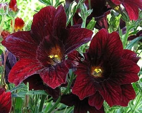 Image NEW! 20+seeds pack CHOCOLATE STAINED GLASS FLOWER SEEDS   ANNUAL  SALPIGLOSSIS