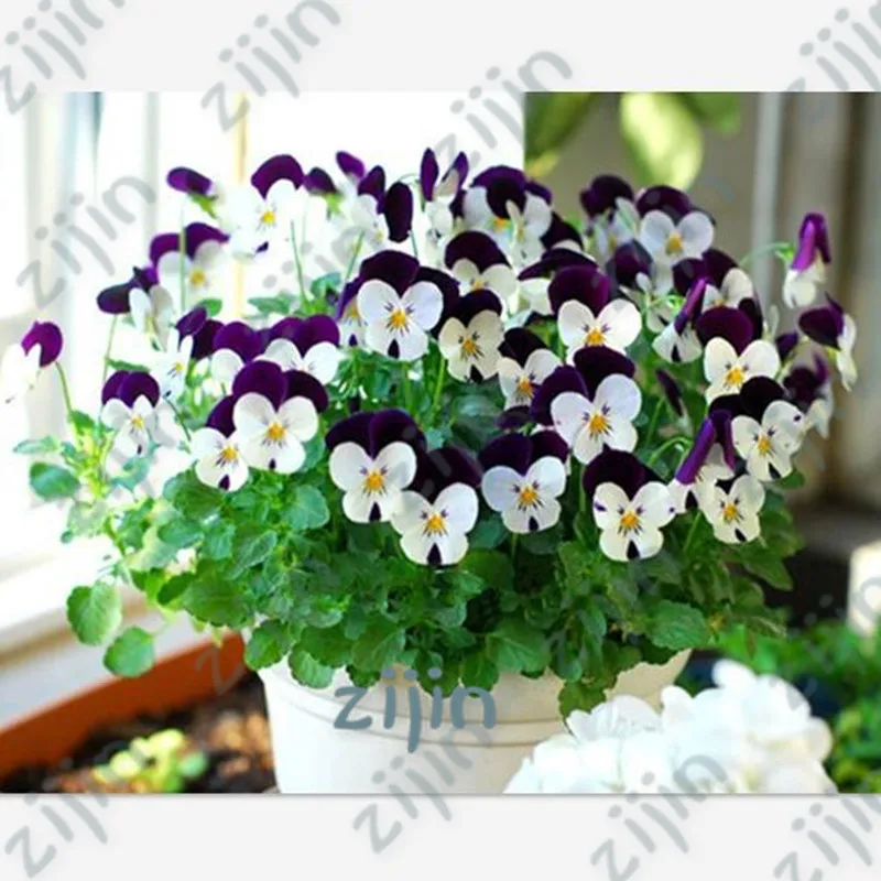 Genuine! 100Pcs A Pack Pansy (Viola cornuta) flores rare indoor flower plantas in bonsai for home garden plants flowers
Genuine! 100Pcs A Pack Pansy (Viola cornuta) flores rare indoor flower plantas in bonsai for home garden plants flowers
