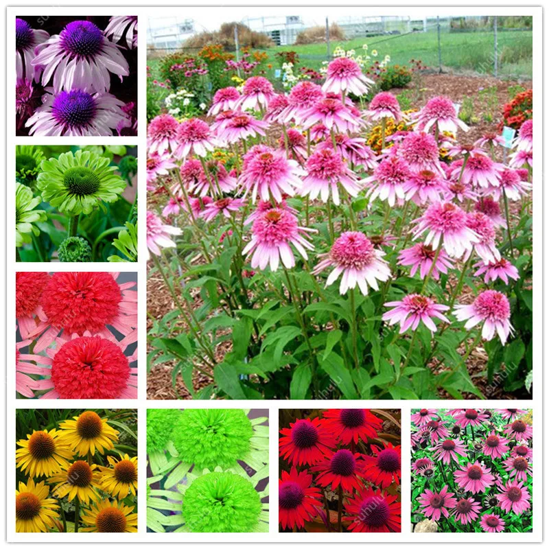 100 pcs Rare Japan Echinacea Purpurea bonsai beautiful daisy flower plants home garden easy to grow Indoor bonsai flower flores
100 pcs Rare Japan Echinacea Purpurea bonsai beautiful daisy flower plants home garden easy to grow Indoor bonsai flower flores
