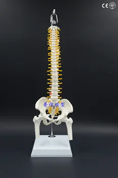 45cm Human Spine Bone Skeleton Model Sitting Posture Model for Medical Rehabilitation Training, Spine Model, Human Spine Model
45cm Human Spine Bone Skeleton Model Sitting Posture Model for Medical Rehabilitation Training, Spine Model, Human Spine Model