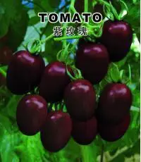 2018 New Arrival Summer Aquarius Excluded Very Easy Interest Mini Garden Outdoor Plants bonsai 100pcs Hot Organic Vegetable
2018 New Arrival Summer Aquarius Excluded Very Easy Interest Mini Garden Outdoor Plants bonsai 100pcs Hot Organic Vegetable