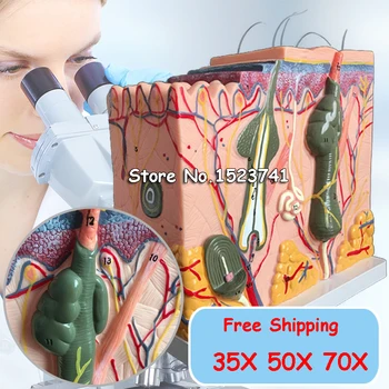 1PC 35X 50X 70X Human Anatomical Skin Subcutaneous Tissue Dissection Medical Model School Hospital Teaching Educational Supplies
1PC 35X 50X 70X Human Anatomical Skin Subcutaneous Tissue Dissection Medical Model School Hospital Teaching Educational Supplies