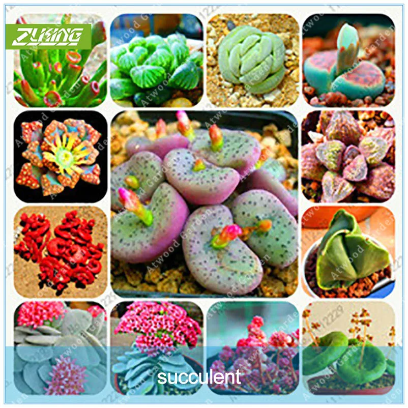 ZLKING 200 Pcs Bonsai Flowers Indoor Fleshier Plant Lithops Stone Flowers Succulent Bonsai Cactus Plant
ZLKING 200 Pcs Bonsai Flowers Indoor Fleshier Plant Lithops Stone Flowers Succulent Bonsai Cactus Plant
