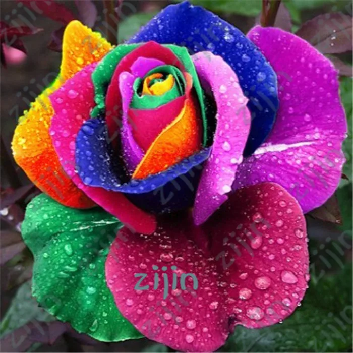 50pcs Bonsai MIX Beautiful Rainbow Rose Balcony Flower plant Potted Bonsai DIY Home Garden
50pcs Bonsai MIX Beautiful Rainbow Rose Balcony Flower plant Potted Bonsai DIY Home Garden