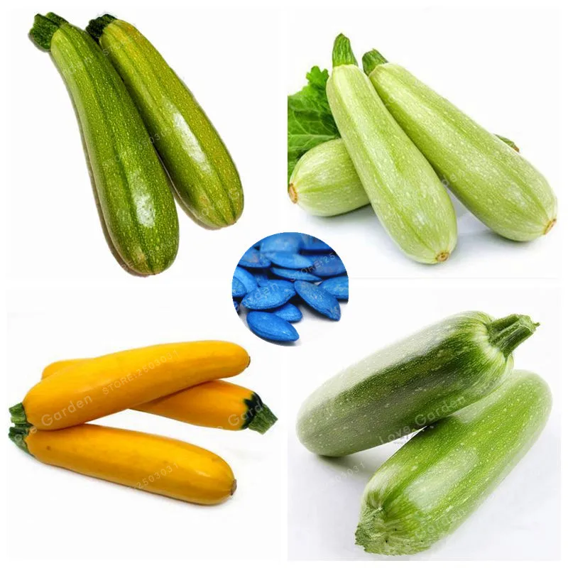 Rare Summer Squash Bonsai Organic Heirloom Bonsai Zucchini Bonsai Vegetable Rruit Bonsai Potted Plant For Home Garden 10 Pcs
Rare Summer Squash Bonsai Organic Heirloom Bonsai Zucchini Bonsai Vegetable Rruit Bonsai Potted Plant For Home Garden 10 Pcs
