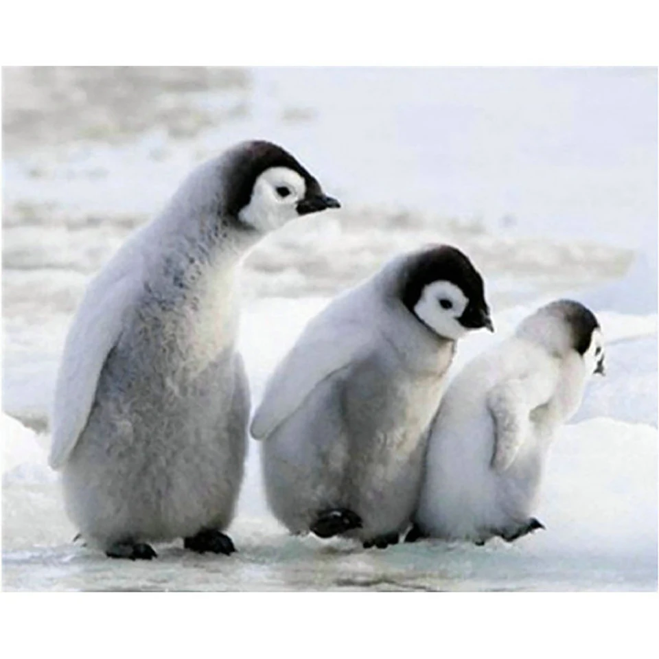 Home Decoration 5D Diamond Embroidery Penguin Animals Painting Full Square Drill Cross Stitch Picture Handmade Gift Wall Art
Home Decoration 5D Diamond Embroidery Penguin Animals Painting Full Square Drill Cross Stitch Picture Handmade Gift Wall Art