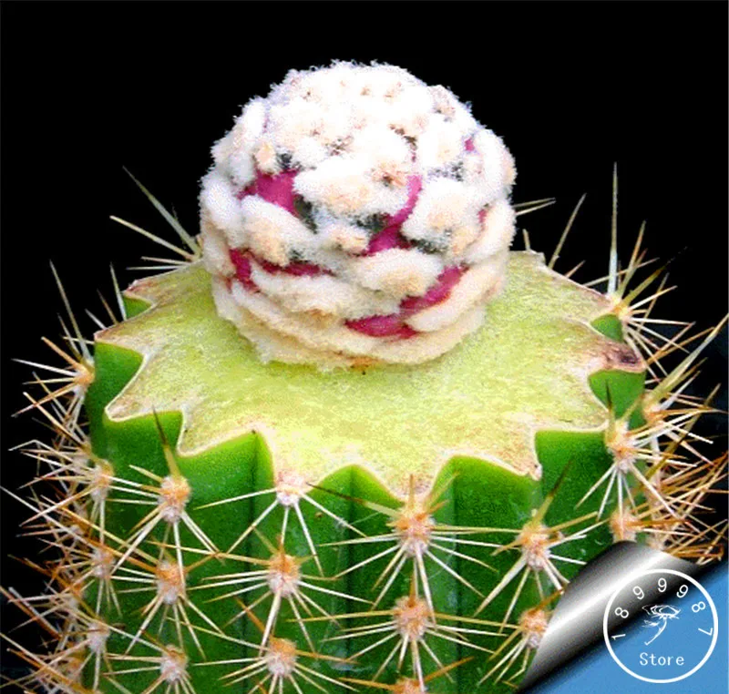New 2018!100plantas/Pack "Strombocactus disciformis" Cactus garden bonsai Succulent Plant rare flower flores pot planters,#IA14F
New 2018!100plantas/Pack "Strombocactus disciformis" Cactus garden bonsai Succulent Plant rare flower flores pot planters,#IA14F