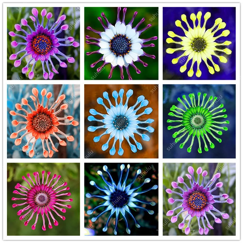 100 pcs Multi-Color Osteospermum Bonsai Chinese Rare Flower Perennial Indoor Or Outdoor Flowers Plant For Home Garden decoration
100 pcs Multi-Color Osteospermum Bonsai Chinese Rare Flower Perennial Indoor Or Outdoor Flowers Plant For Home Garden decoration