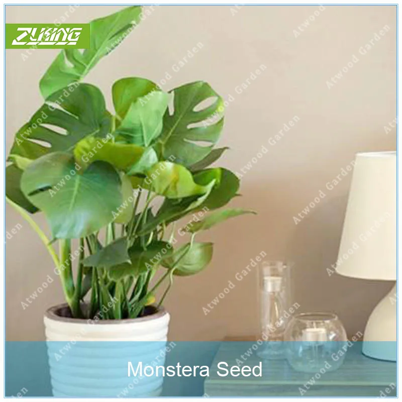 ZLKING 100pcs Evergreen Monstera Bonsai Perennial Flowers Garden Decor Plant Vertical Greening Material
ZLKING 100pcs Evergreen Monstera Bonsai Perennial Flowers Garden Decor Plant Vertical Greening Material