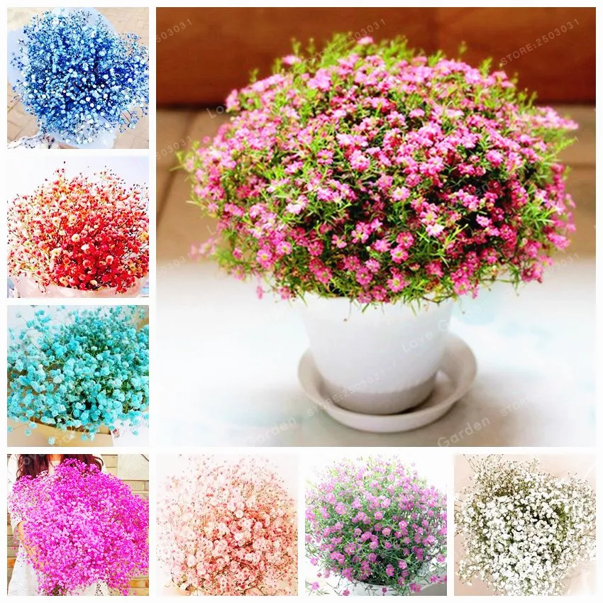Gypsophila Paniculata Bonsai 100 Pcs Beautiful Starry Flowers Bonsai Easy Growing Multi-Color DIY Garden Ornamental Flowers
Gypsophila Paniculata Bonsai 100 Pcs Beautiful Starry Flowers Bonsai Easy Growing Multi-Color DIY Garden Ornamental Flowers