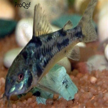 110Pcs A Set Corydoras paleatus 
110Pcs A Set Corydoras paleatus