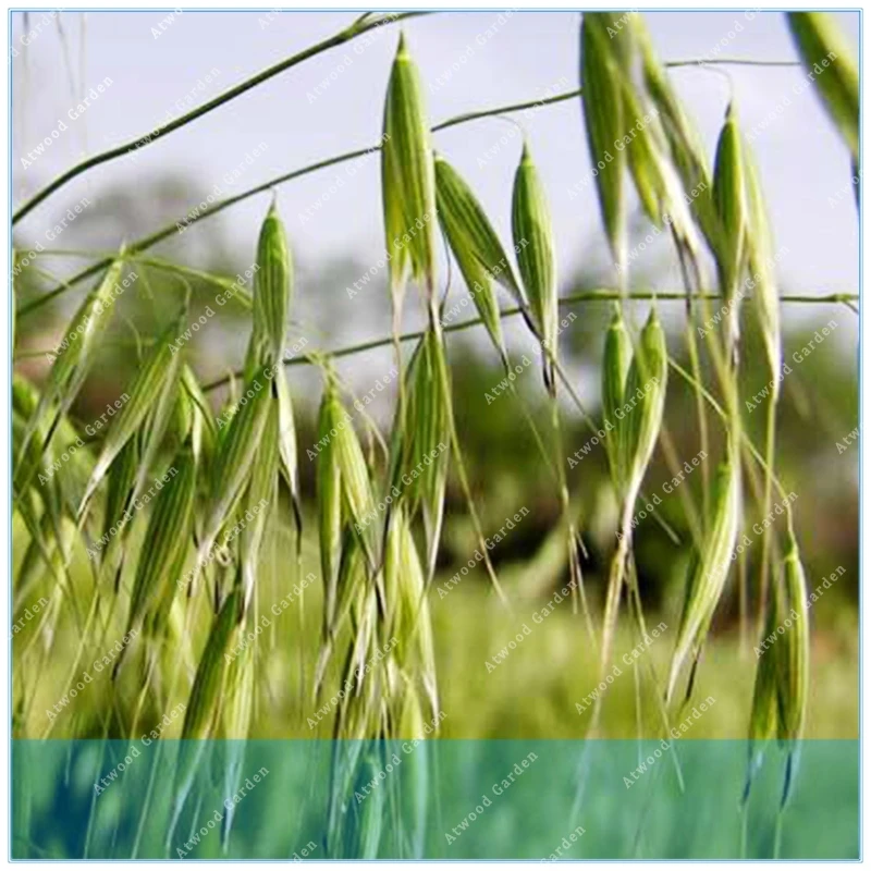YerbaVery Popular Health Food Avena Sativa 100pcs Family Poaceae Common Oat Grain Widely Adaptable Crops Yan Mai
YerbaVery Popular Health Food Avena Sativa 100pcs Family Poaceae Common Oat Grain Widely Adaptable Crops Yan Mai