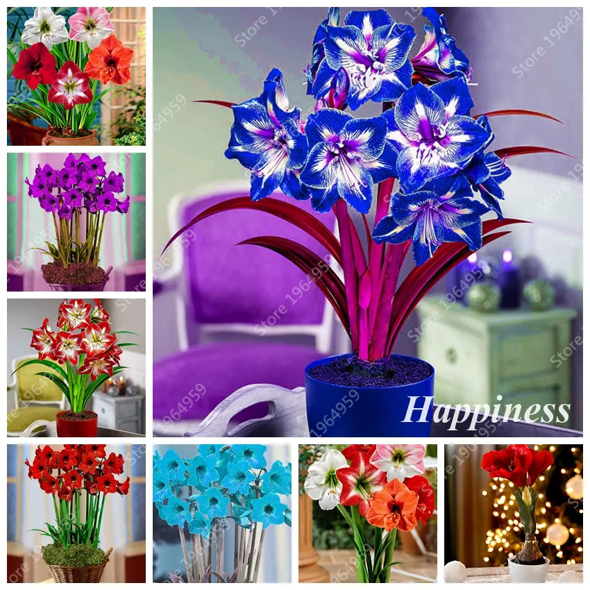 Amaryllis Bonsai 100 Pcs Cheap Mixed Amaryllis Hippeastrum Barbados Lily flower(not Bulbs)Plants Garden Balcony Flower Easy Grow
Amaryllis Bonsai 100 Pcs Cheap Mixed Amaryllis Hippeastrum Barbados Lily flower(not Bulbs)Plants Garden Balcony Flower Easy Grow