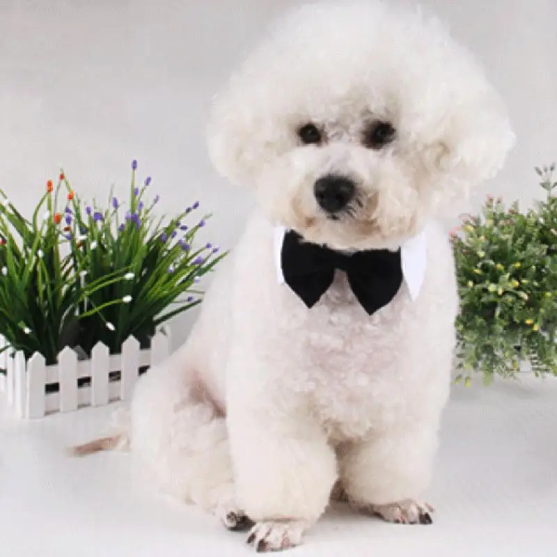 Pets White collar black knot Adorable Dog Cat Pet Polyester Cotton Bow Ties Necktie Collar Clothes For Wedding Halloween Parties
Pets White collar black knot Adorable Dog Cat Pet Polyester Cotton Bow Ties Necktie Collar Clothes For Wedding Halloween Parties