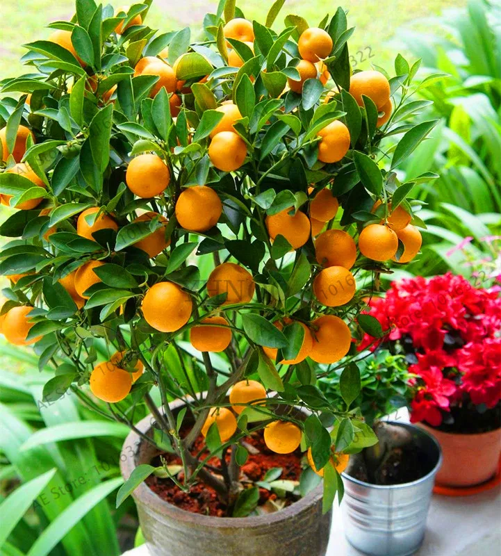 Big Sale!10 pcs Bonsai Orange garden NO-GMO Mini Bonsai Tree Balcony Patio Potted Fruit Trees Kumquat plant Tangerine Citrus,#E8
Big Sale!10 pcs Bonsai Orange garden NO-GMO Mini Bonsai Tree Balcony Patio Potted Fruit Trees Kumquat plant Tangerine Citrus,#E8