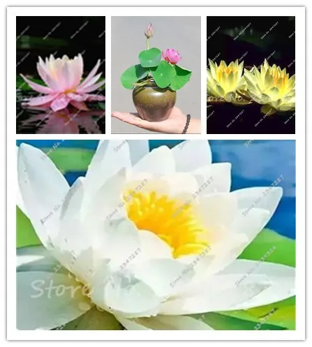10 PCS Bowl Lotus Flower Aquarium Water Lily for Garden Decor 99% Germination Rate light up your garden
10 PCS Bowl Lotus Flower Aquarium Water Lily for Garden Decor 99% Germination Rate light up your garden
