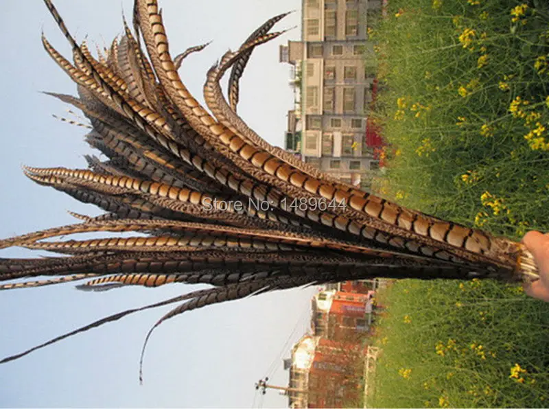 Free shipping 100-110cm40-45 inch 60 pcs natural color ringneck pheasant feather Lady Amherst Pheasant Tail hot
Free shipping 100-110cm40-45 inch 60 pcs natural color ringneck pheasant feather Lady Amherst Pheasant Tail hot