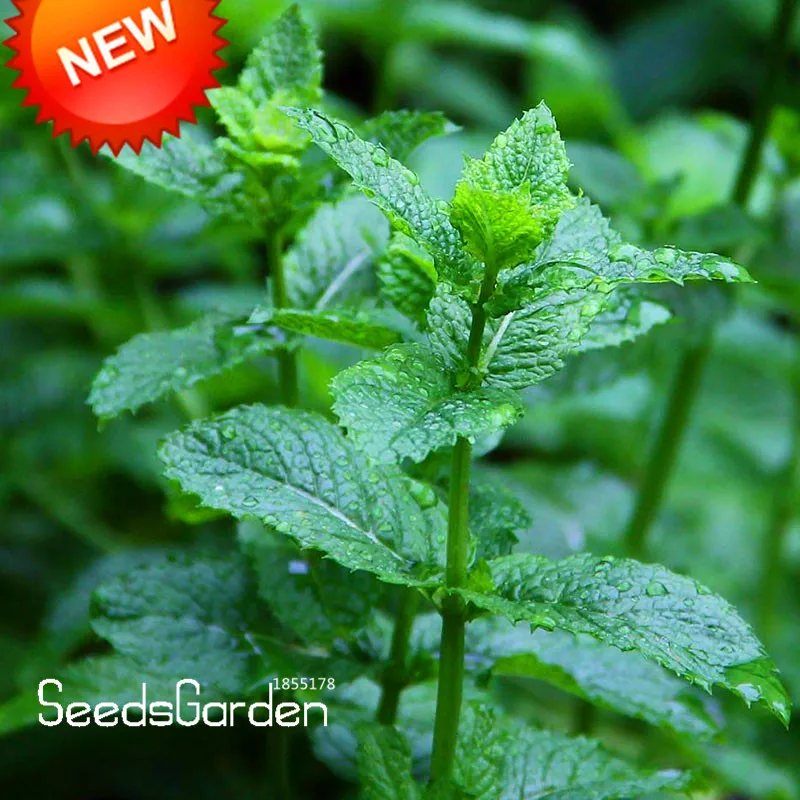 Promotion!Foliage Plant bonsai Mentha Citrata Herbal Lemon Balm Lemon Mint garden 200 Pcs / pack,#OSDO1G
Promotion!Foliage Plant bonsai Mentha Citrata Herbal Lemon Balm Lemon Mint garden 200 Pcs / pack,#OSDO1G