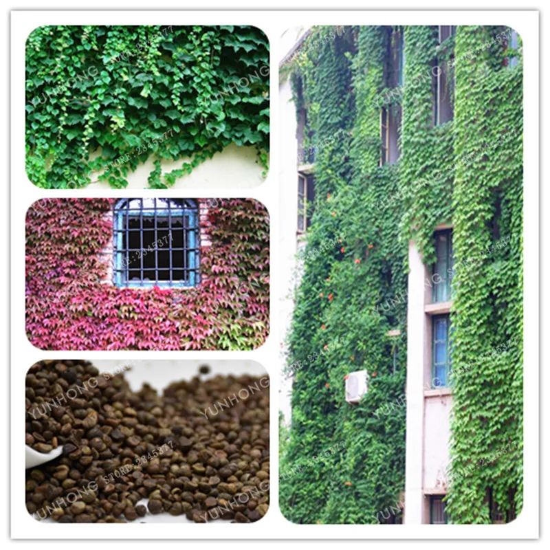50 Pcs True Ivy Bonsai Outdoor Creepers Green Ivy Parthenocissus Tricuspidata Garden Plants Climb A Wall Ace Bonsai
50 Pcs True Ivy Bonsai Outdoor Creepers Green Ivy Parthenocissus Tricuspidata Garden Plants Climb A Wall Ace Bonsai