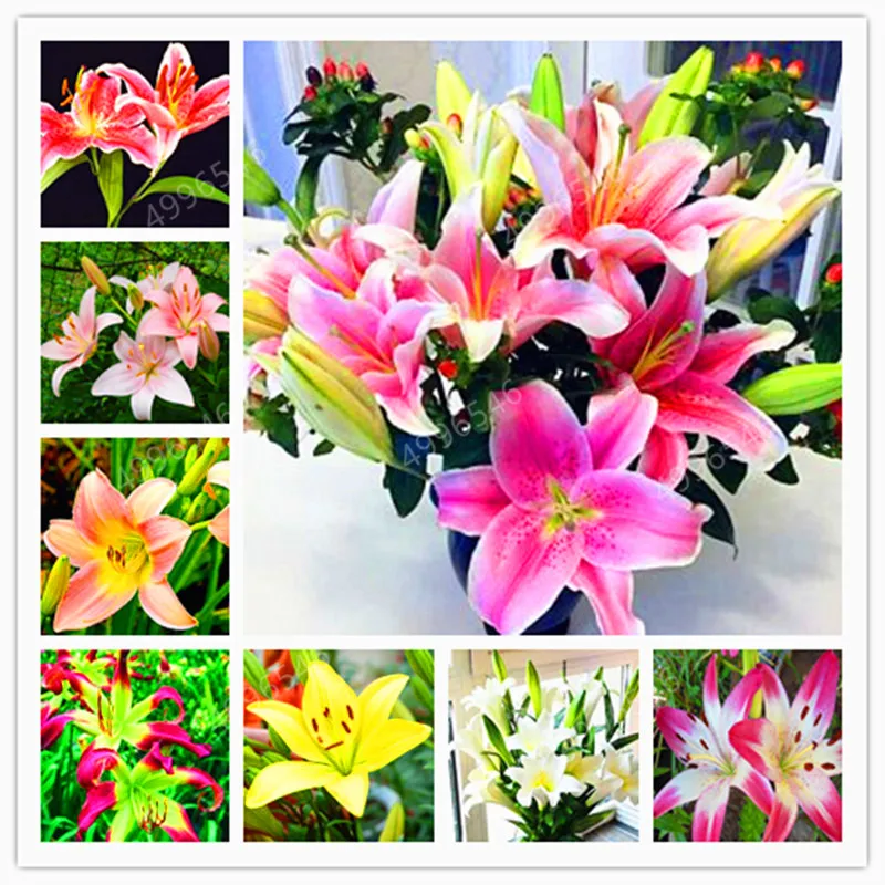 100pcs Lily Bulbs ,Lilium Bulbs, Flower Bulbs Perennials,Lelies Exotic Indoor Plants Flower Bulbs Garden Bulbos De Flores
100pcs Lily Bulbs ,Lilium Bulbs, Flower Bulbs Perennials,Lelies Exotic Indoor Plants Flower Bulbs Garden Bulbos De Flores