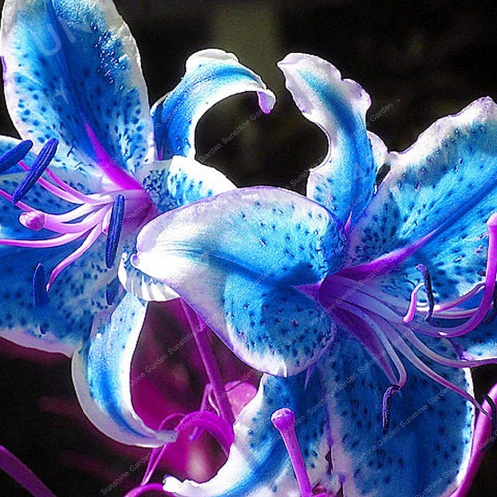 2PCS Perfume Lily Bulbs Flowers Bonsai Decoration Room Indoor Perennials Instant Planting Blooming Summer Fragrant Flowers
2PCS Perfume Lily Bulbs Flowers Bonsai Decoration Room Indoor Perennials Instant Planting Blooming Summer Fragrant Flowers