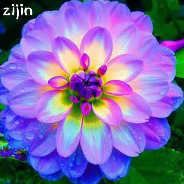 50pcs Dahlia Bonsai Chinese Rare Flower Beautiful Perennial Indoor Or Outdoor Flowers Plant For Home Garden decoration
50pcs Dahlia Bonsai Chinese Rare Flower Beautiful Perennial Indoor Or Outdoor Flowers Plant For Home Garden decoration