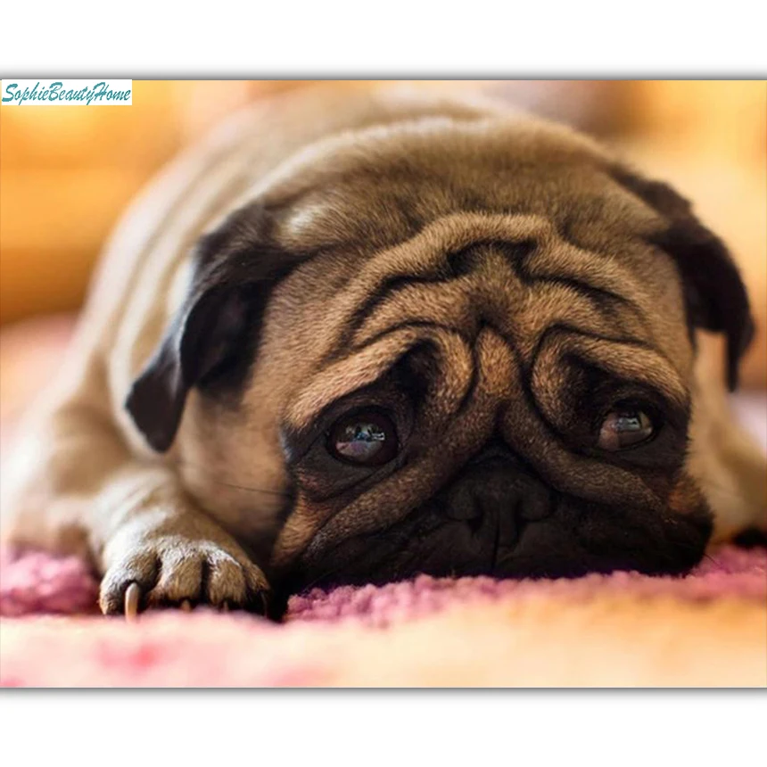 Sophie beauty home 5D DIY diamond embroidery cute dog cross-stitch square 3D mosaic home wall decoration gifts
Sophie beauty home 5D DIY diamond embroidery cute dog cross-stitch square 3D mosaic home wall decoration gifts