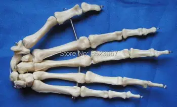Anatomical Medical traumatic Human hand bone skeleton anatomy traumatism Professional Magnified Pulmonary Alveo Joint Simulation
Anatomical Medical traumatic Human hand bone skeleton anatomy traumatism Professional Magnified Pulmonary Alveo Joint Simulation