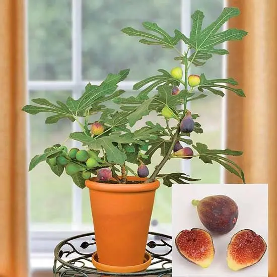 Sour, sweet, Passion Fruit Bonsai Organic Passiflora Edulis Bonsai Nutritious Granadilla Garden Fruit Bonsai 50pcs
Sour, sweet, Passion Fruit Bonsai Organic Passiflora Edulis Bonsai Nutritious Granadilla Garden Fruit Bonsai 50pcs