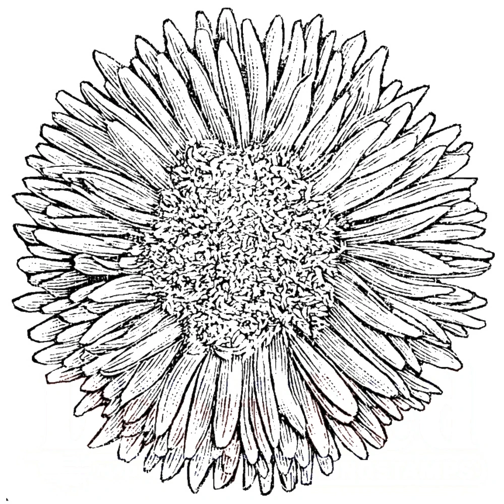 DeepRedStamps_3X405803_CHRYSANTHEMUM_H_sq__58923.1550251265