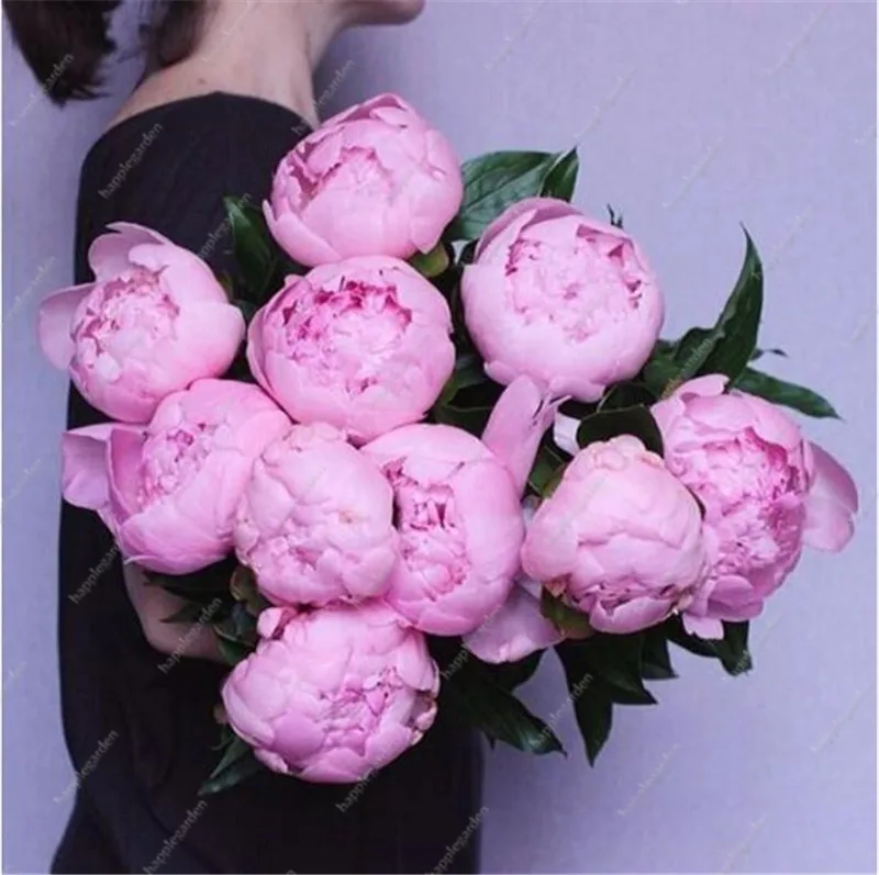 New Arrival 10 pcs chinese peony tree bonsai plant for balcony garden flowers, Exotic Paeonia suffruticosa Wedding Decoration
New Arrival 10 pcs chinese peony tree bonsai plant for balcony garden flowers, Exotic Paeonia suffruticosa Wedding Decoration