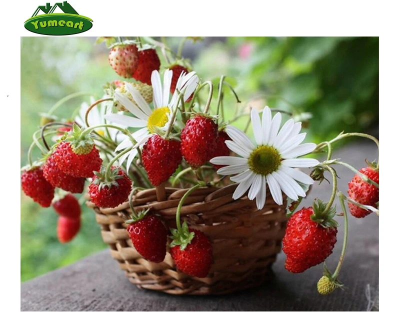 DIY Diamond Painting Full Rhinestones Mosaic Sticker Decor Painting Cross Stitch Fruit 5d Diamond Embroidery Strawberry Flowers
DIY Diamond Painting Full Rhinestones Mosaic Sticker Decor Painting Cross Stitch Fruit 5d Diamond Embroidery Strawberry Flowers