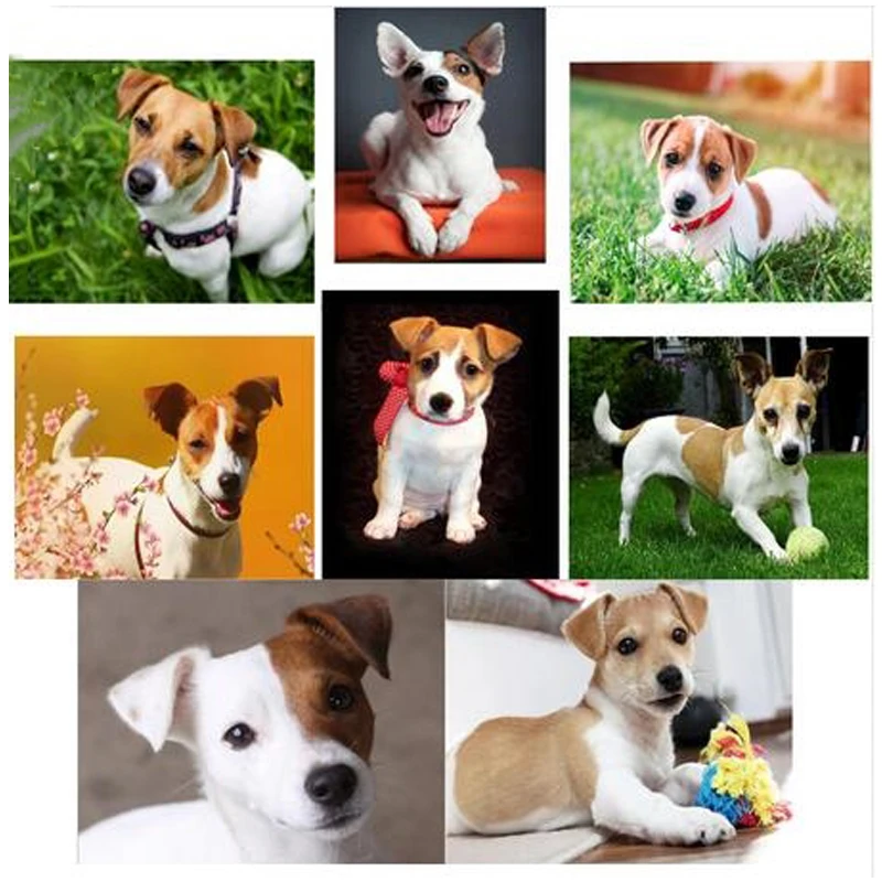 Full Square Round Drill dog jack russel diamond embroidery 5d diy diamond painting Cross Stitch rhinestones embroideryZP-2375
Full Square Round Drill dog jack russel diamond embroidery 5d diy diamond painting Cross Stitch rhinestones embroideryZP-2375