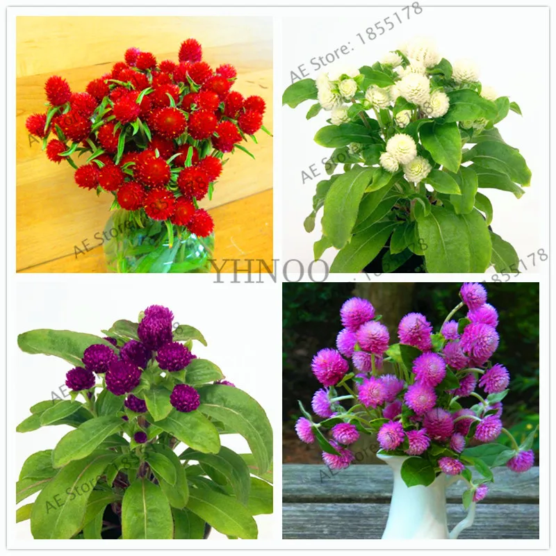 Gomphrena globosa Plantas, Original Package 104pcs Garden bonsai Flower Plants, Easy to Grow Globe amaranth Flower
Gomphrena globosa Plantas, Original Package 104pcs Garden bonsai Flower Plants, Easy to Grow Globe amaranth Flower