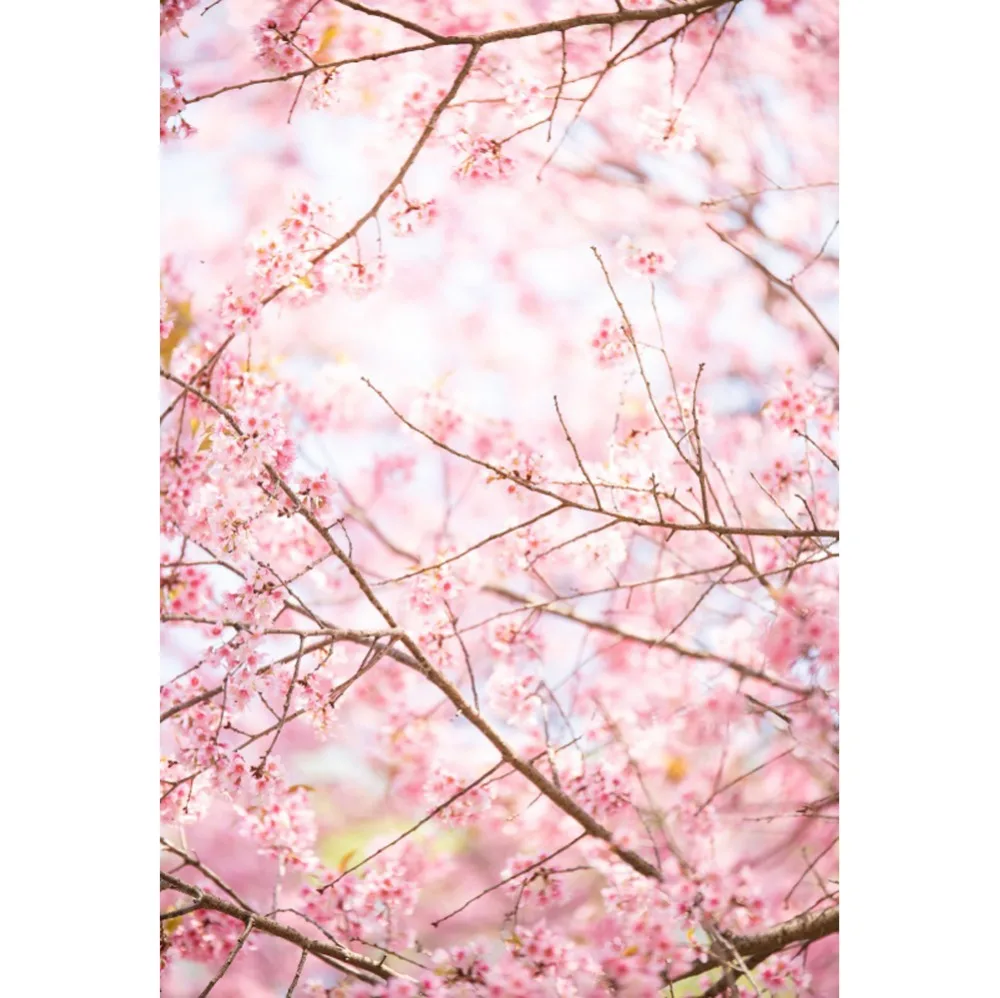 Laeacco Pink Spring Blossom Flower Cherry Branches Pattern Natural View Photo Backdrop Photographic Backgrounds For Photo Studio
Laeacco Pink Spring Blossom Flower Cherry Branches Pattern Natural View Photo Backdrop Photographic Backgrounds For Photo Studio