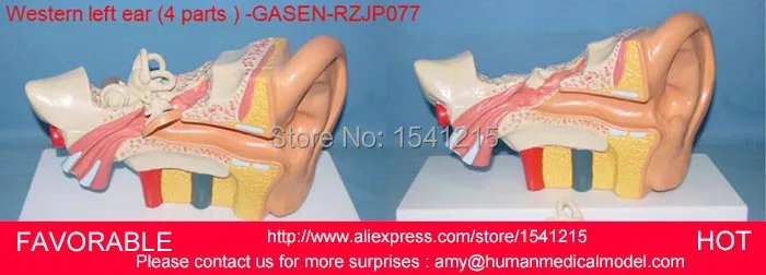 LISTENING TEACHING MODEL,EAR ANATOMICAL MODEL,ANATOMY EAR INNER ,HUMAN ANATOMY MODEL 4 MEDIUM-SIZED WESTERN EAR -GASEN-RZJP077
LISTENING TEACHING MODEL,EAR ANATOMICAL MODEL,ANATOMY EAR INNER ,HUMAN ANATOMY MODEL 4 MEDIUM-SIZED WESTERN EAR -GASEN-RZJP077