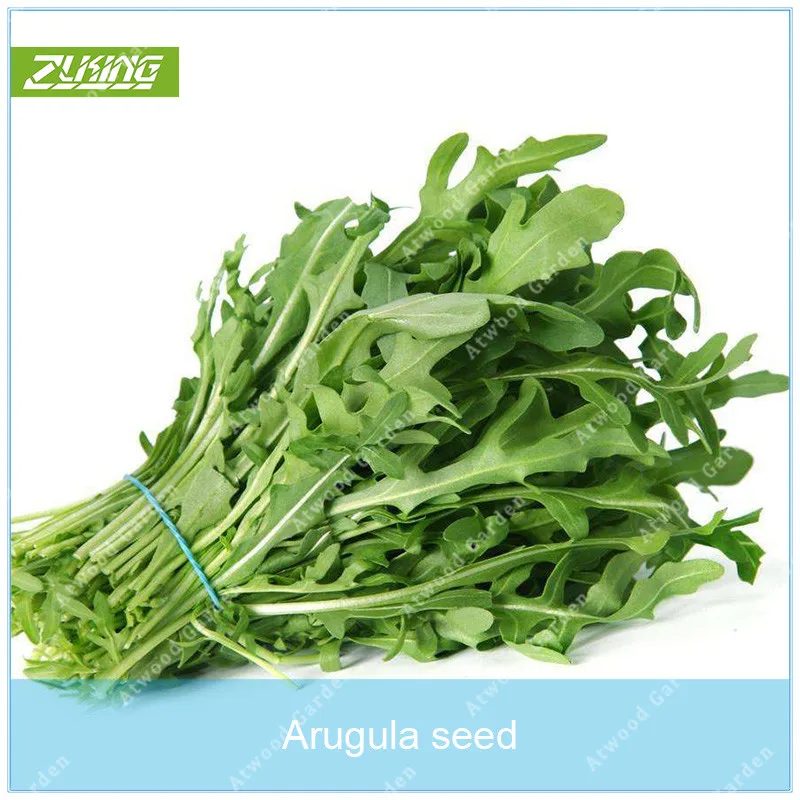 ZLKING 100 Arugula Vegetable Bonsai Plants For Home Garden Fast Growing Plant Small Evergreen Plants
ZLKING 100 Arugula Vegetable Bonsai Plants For Home Garden Fast Growing Plant Small Evergreen Plants