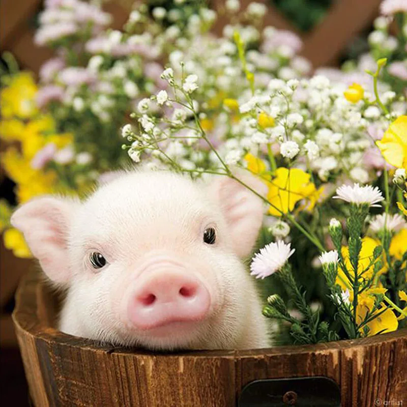 5d diy Cute Pig Flower Diamond Painting full Square Rhinestone Cross Stitch Mosaic round Diamond Embroidery Home Decor v2509
5d diy Cute Pig Flower Diamond Painting full Square Rhinestone Cross Stitch Mosaic round Diamond Embroidery Home Decor v2509