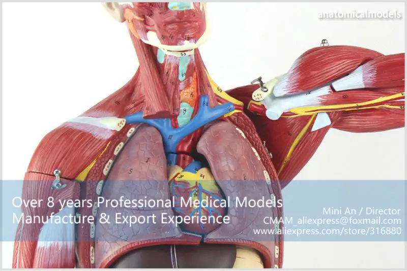 MUSCLE01 CMAM anatomical model 78cm muscle model 3