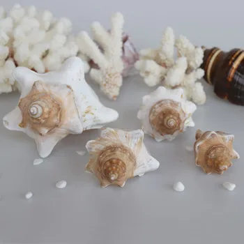 Free Shipping(1pcs/lot)Trapezium Horse Conch Natural Shell & Conch Home Decoration Aquarium Landscaping Shell Ornaments
Free Shipping(1pcs/lot)Trapezium Horse Conch Natural Shell & Conch Home Decoration Aquarium Landscaping Shell Ornaments