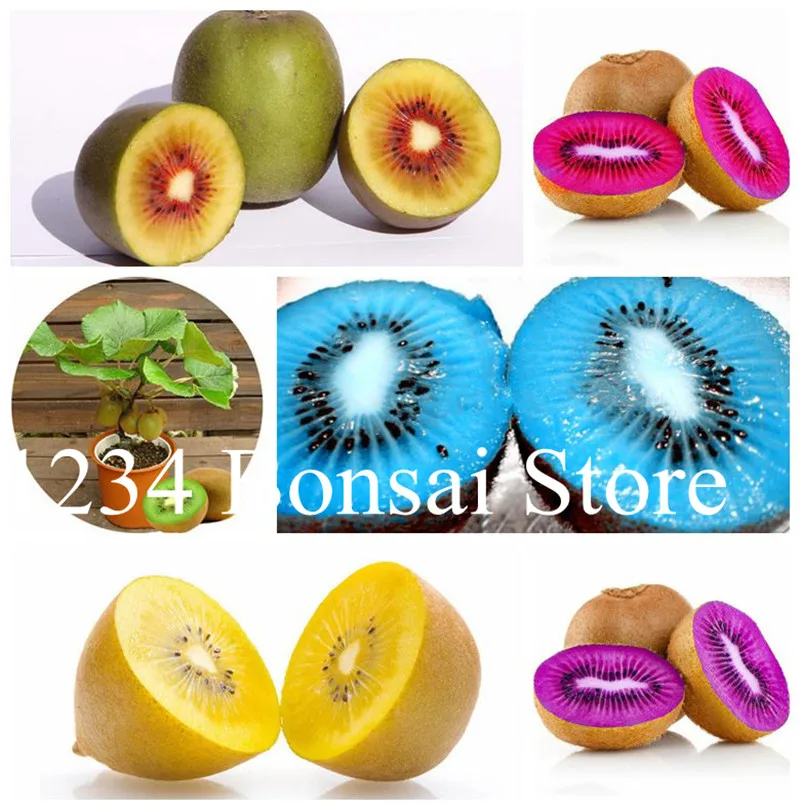 100 pcs The King Of Fruits Kiwi plants Garden Courtyard Plants Bonsai Tree plants Flowers Rare Fruit And Vegetable plants
100 pcs The King Of Fruits Kiwi plants Garden Courtyard Plants Bonsai Tree plants Flowers Rare Fruit And Vegetable plants