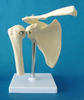 Life Size Shoulder Joint Anatomical Model Skeleton, Medical Science Educational Teaching Anatomical Models
Life Size Shoulder Joint Anatomical Model Skeleton, Medical Science Educational Teaching Anatomical Models