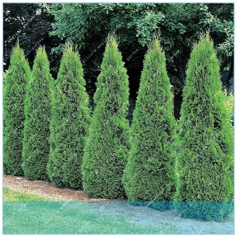 ZLKING 50pcs/lot Cypress Trees Platycladus Orientalis Oriental Arborvitae Conifer Bonsai Tree Home Garden Plant
ZLKING 50pcs/lot Cypress Trees Platycladus Orientalis Oriental Arborvitae Conifer Bonsai Tree Home Garden Plant