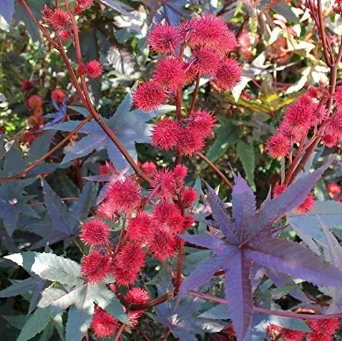 50 Pcs Castor Bean Red Bonsai Ricinus Communis Tropical Look Fast Growing Plants For Home Garden plantas naturales
50 Pcs Castor Bean Red Bonsai Ricinus Communis Tropical Look Fast Growing Plants For Home Garden plantas naturales