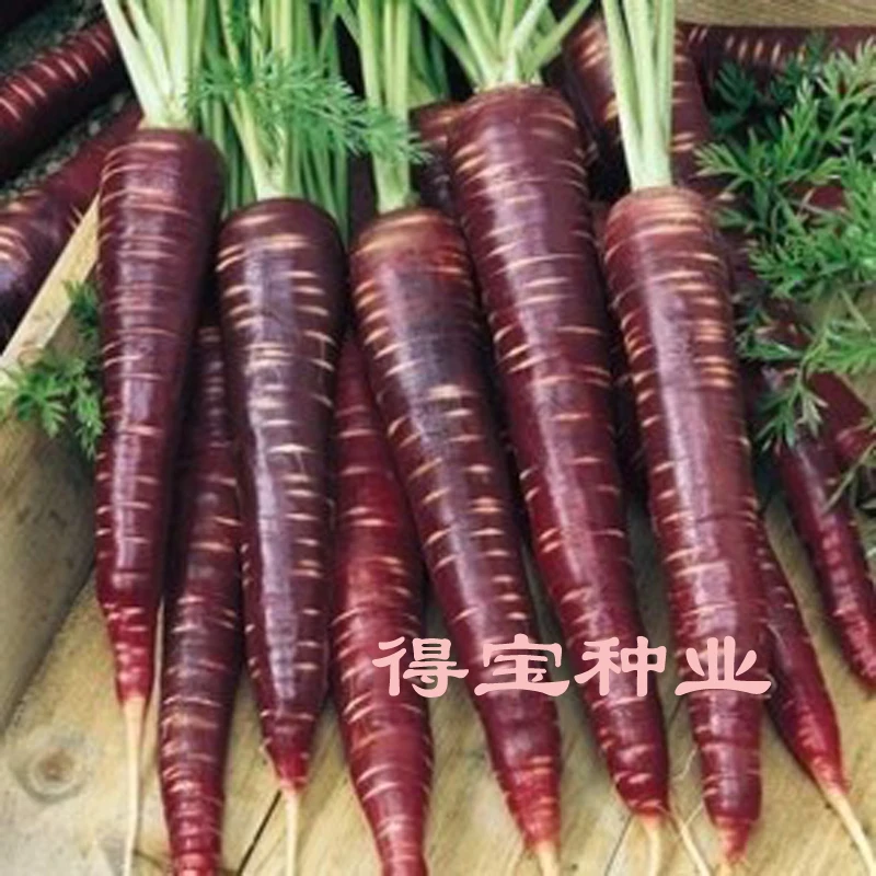 Blooming Plants Virgo Imported Carrot bonsai Anti - Aging Ginseng bonsai Vegetable 100pcs
Blooming Plants Virgo Imported Carrot bonsai Anti - Aging Ginseng bonsai Vegetable 100pcs