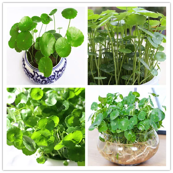 50Pcs/bag Copper Grass Aquatic Plant Bonsai Annual Garden Ornament Cold Water Flower Purify Air Indoor Plant
50Pcs/bag Copper Grass Aquatic Plant Bonsai Annual Garden Ornament Cold Water Flower Purify Air Indoor Plant