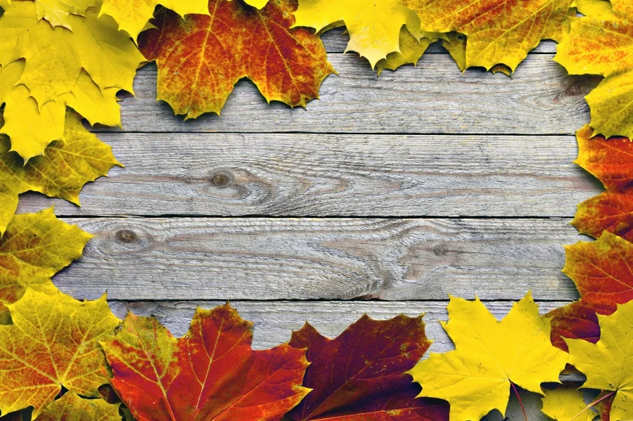 Laeacco Photography Backdrops Maples Fallen Leaves Wooden Boards Planks Child Portrait Photo Backgrounds Photocall Photo Studio
Laeacco Photography Backdrops Maples Fallen Leaves Wooden Boards Planks Child Portrait Photo Backgrounds Photocall Photo Studio