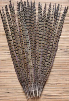 100pcs/lot!60-65cm Extra long natural brown feathers RINGNECK pheasant tail feather, real feathers loose for millinery crafts
100pcs/lot!60-65cm Extra long natural brown feathers RINGNECK pheasant tail feather, real feathers loose for millinery crafts