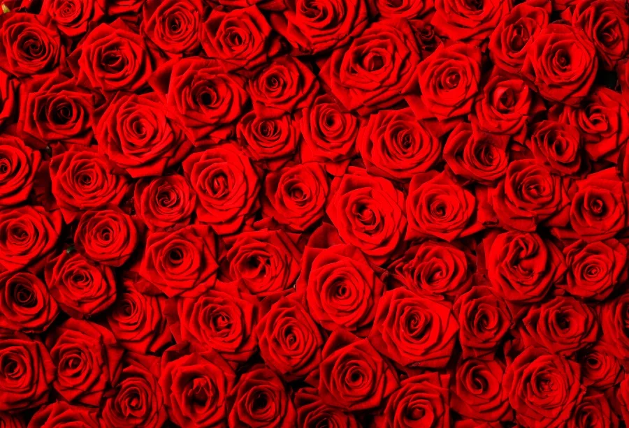 Laeacco Blossom Colorful Flowers Sea Ceremony Party Romantic Wall Photographic Background Photography Backdrops For Photo Studio
Laeacco Blossom Colorful Flowers Sea Ceremony Party Romantic Wall Photographic Background Photography Backdrops For Photo Studio